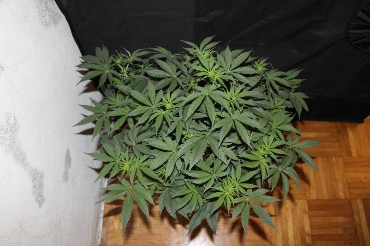 LSD - Barney's Farm. Week 7