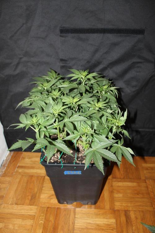 LSD - Barney's Farm. Week 7