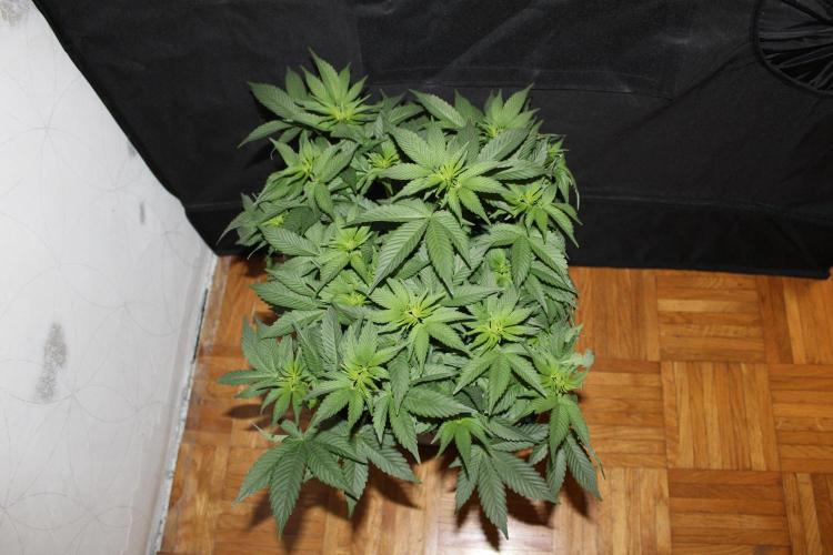 LSD - Barney's Farm. Week 7
