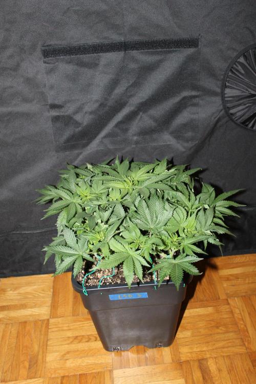 LSD - Barney's Farm. Week 7
