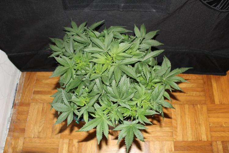 LSD - Barney's Farm. Week 7