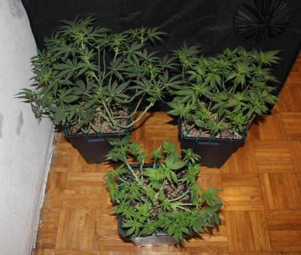 LSD - Barney's Farm. Week 7