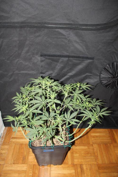 LSD - Barney's Farm. Week 7