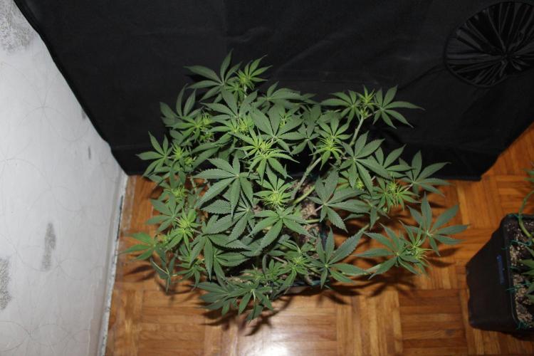 LSD - Barney's Farm. Week 7