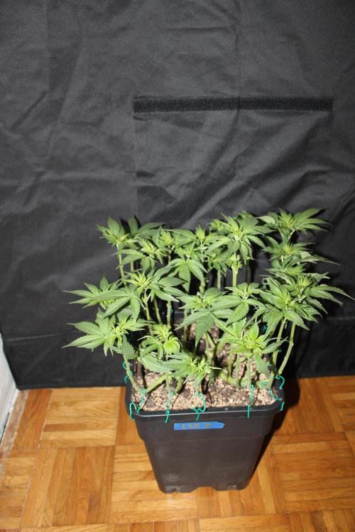 LSD - Barney's Farm. Week 7