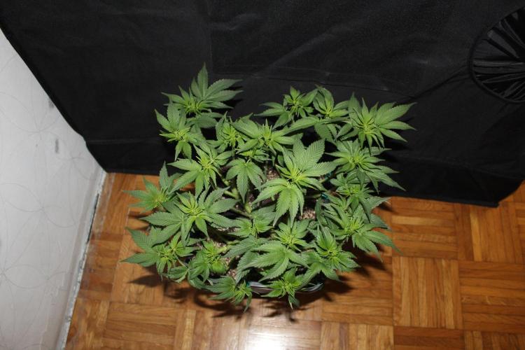 LSD - Barney's Farm. Week 7