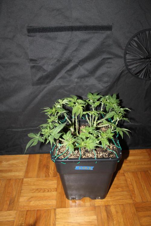 LSD - Barney's Farm. Week 7