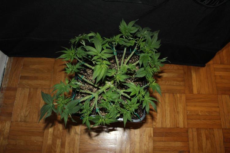 LSD - Barney's Farm. Week 7