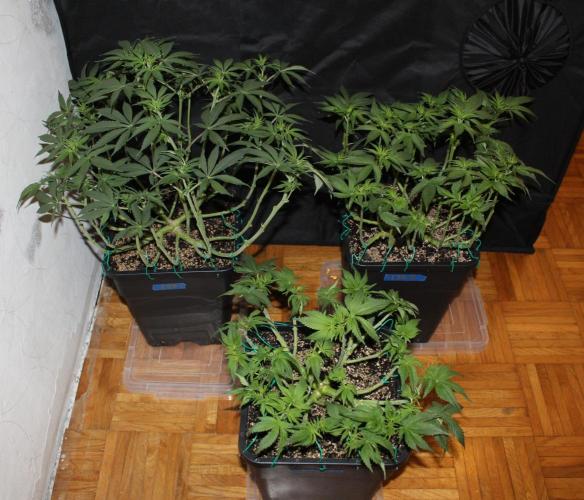 LSD - Barney's Farm. Week 7