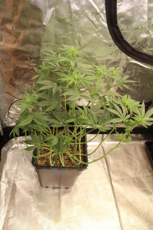 LSD - Barney's Farm. Week 7