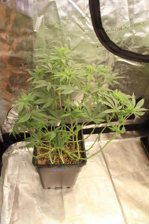 LSD - Barney's Farm. Week 7