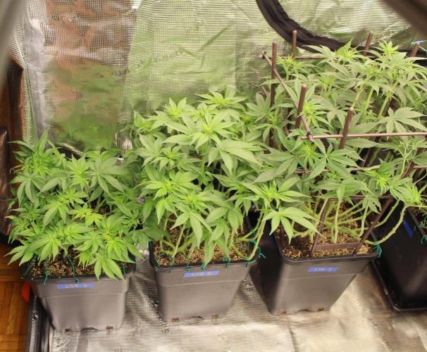 LSD-Feminsed. Week 7
