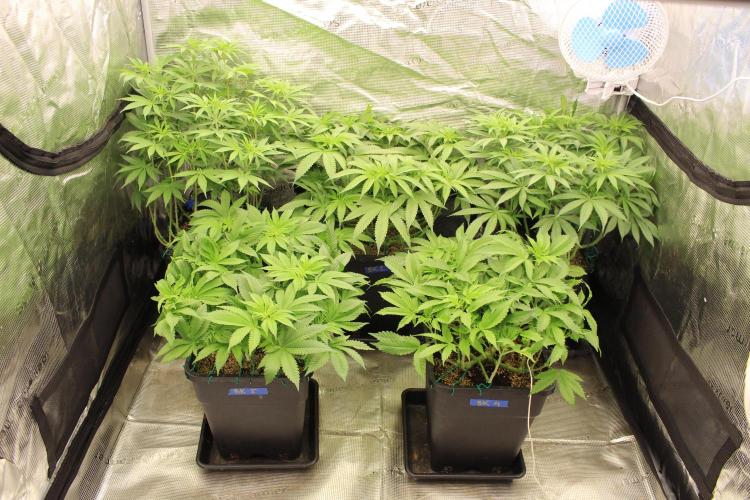 BUBBA KUSH - Barney's Farm. Week 7