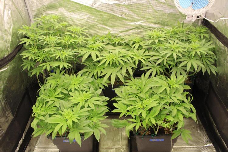 BUBBA KUSH - Barney's Farm. Week 7