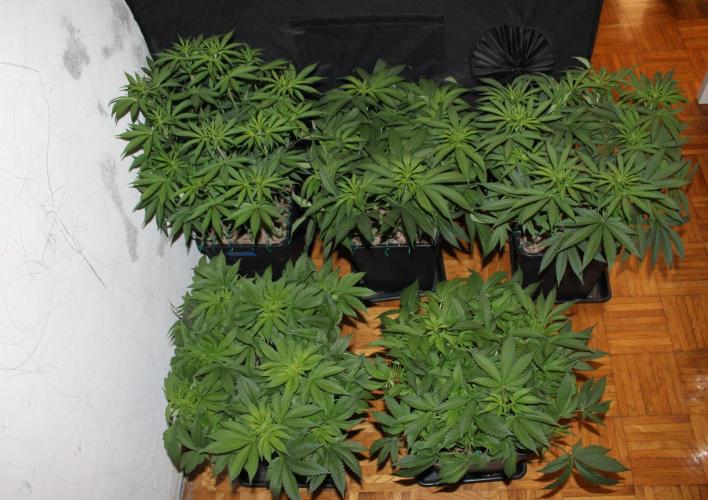 BUBBA KUSH - Barney's Farm. Week 7