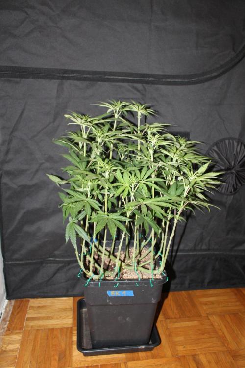 BUBBA KUSH - Barney's Farm. Week 7