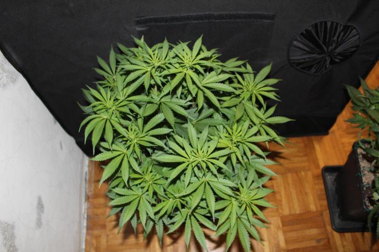 BUBBA KUSH - Barney's Farm. Week 7