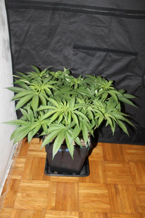 BUBBA KUSH - Barney's Farm. Week 7