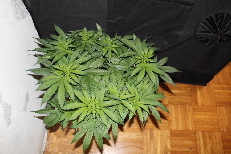 BUBBA KUSH - Barney's Farm. Week 7