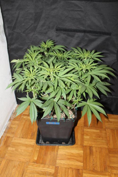 BUBBA KUSH - Barney's Farm. Week 7