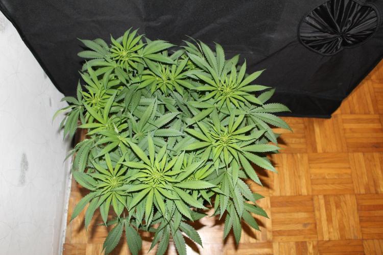 BUBBA KUSH - Barney's Farm. Week 7