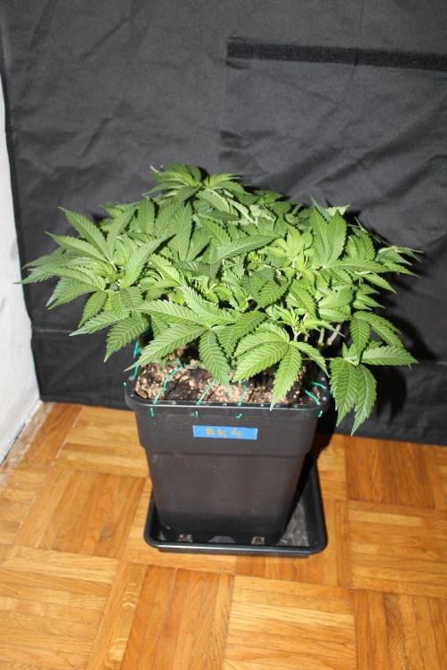 BUBBA KUSH - Barney's Farm. Week 7