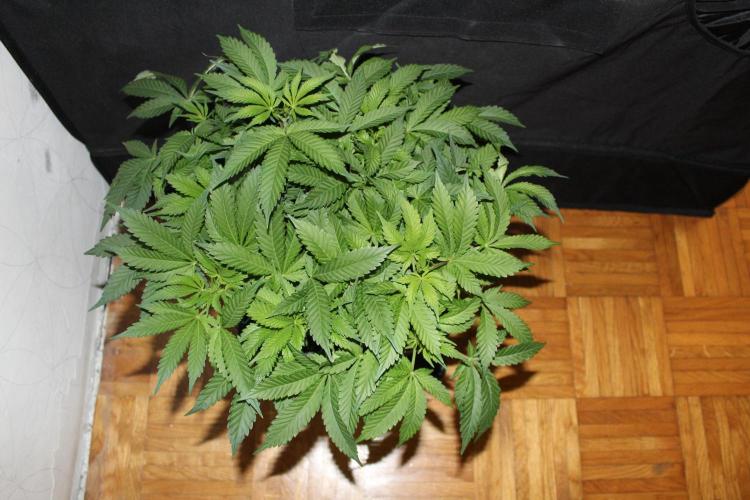 BUBBA KUSH - Barney's Farm. Week 7