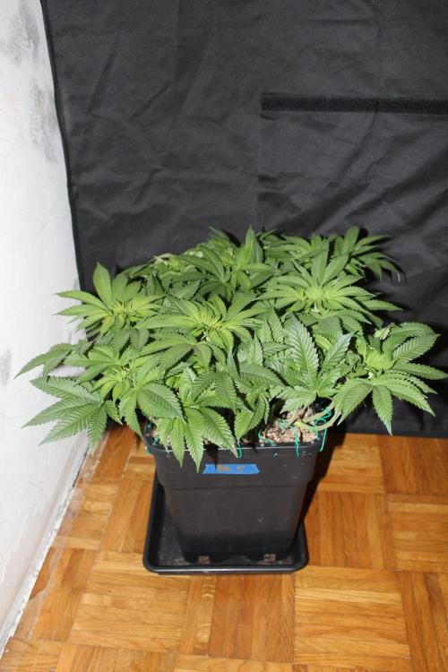 BUBBA KUSH - Barney's Farm. Week 7