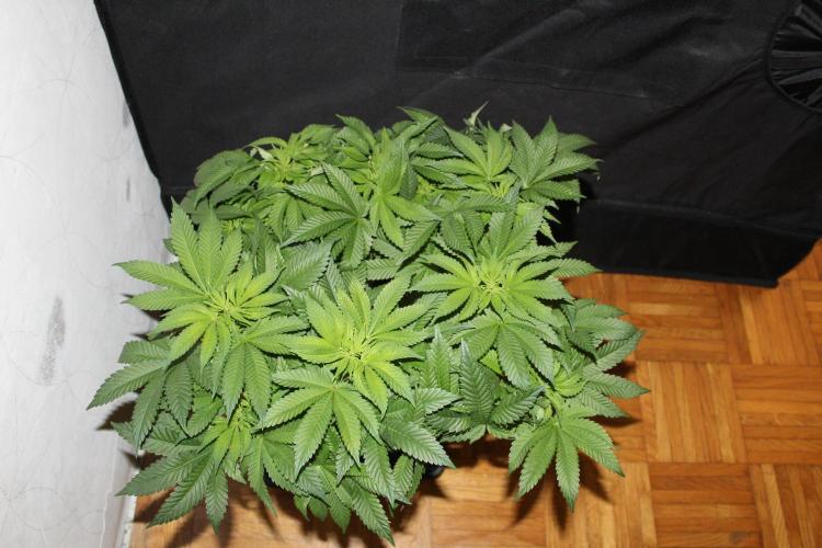 BUBBA KUSH - Barney's Farm. Week 7