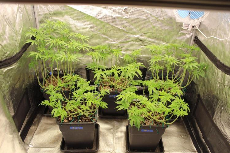 BUBBA KUSH - Barney's Farm. Week 7