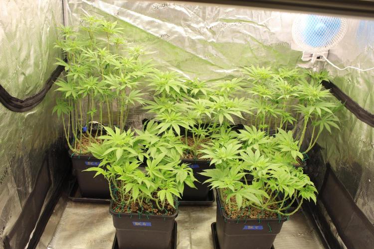 BUBBA KUSH - Barney's Farm. Week 7
