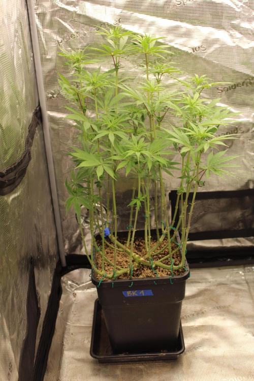 BUBBA KUSH - Barney's Farm. Week 7