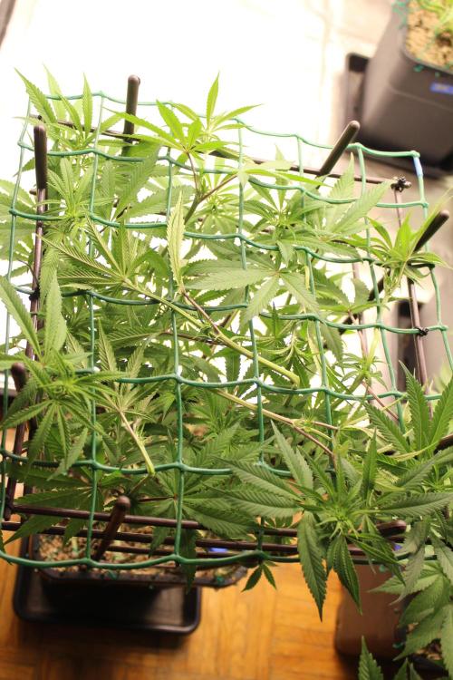 BUBBA KUSH - Barney's Farm. Week 7