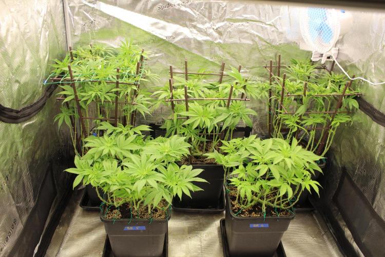BUBBA KUSH - Barney's Farm. Week 7