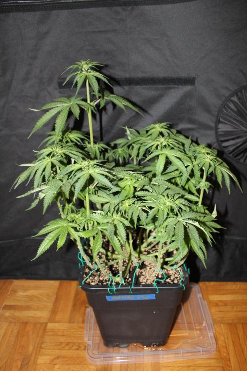 WEMBLEY X MENDOCINO Pyramid Seeds. Week 8