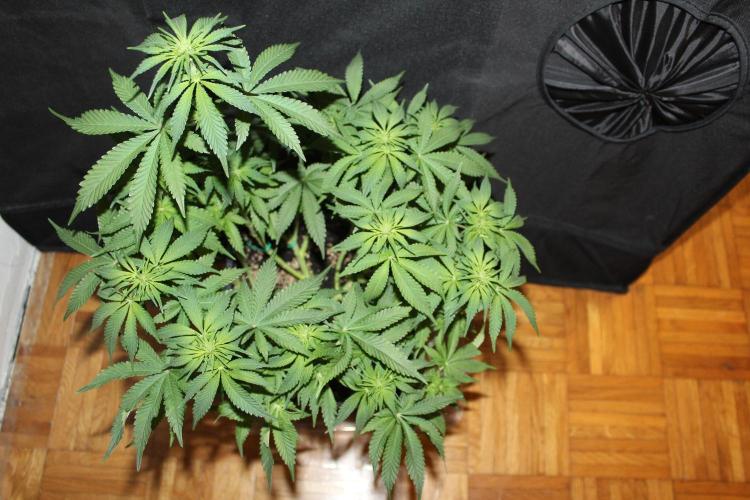 WEMBLEY X MENDOCINO Pyramid Seeds. Week 8