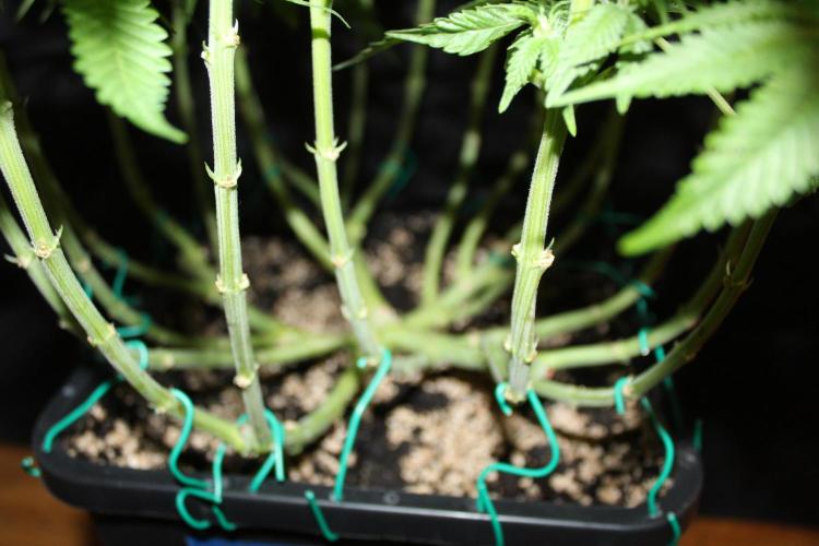 WEMBLEY X MENDOCINO Pyramid Seeds. Week 8