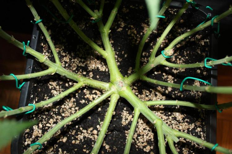 WEMBLEY X MENDOCINO Pyramid Seeds. Week 8