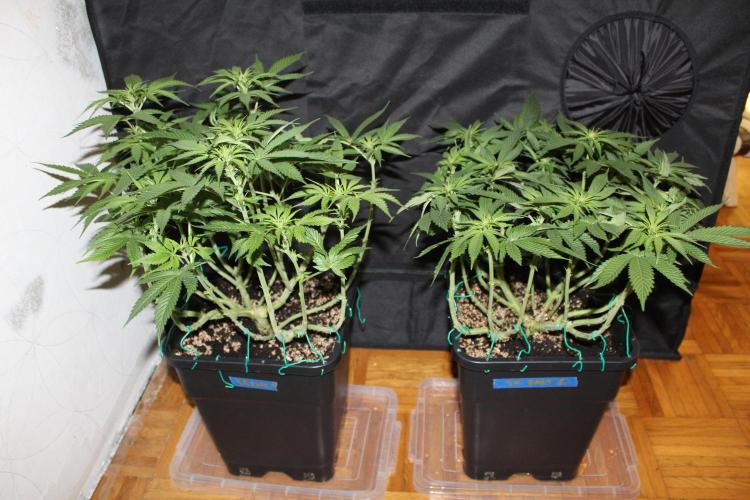 SUPER OG KUSH FAST - Pyramid Seeds. Week 8