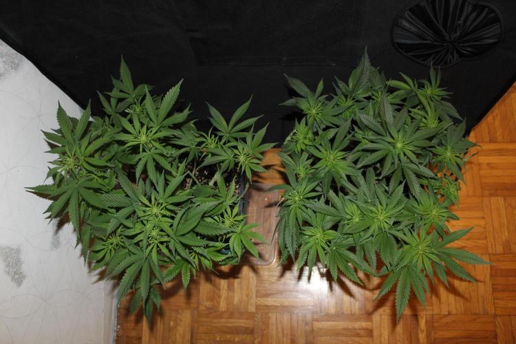 SUPER OG KUSH FAST - Pyramid Seeds. Week 8