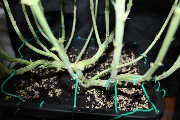 SUPER OG KUSH FAST - Pyramid Seeds. Week 8