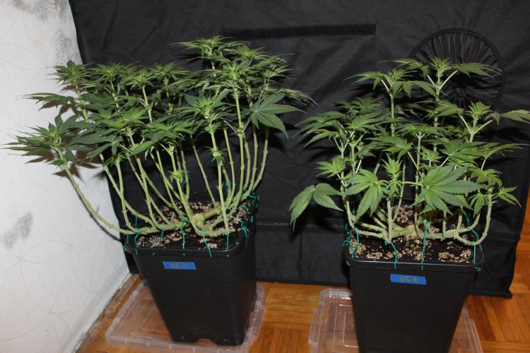 GORILLA ZKITTLEZ - Barney's Farm. Week 8