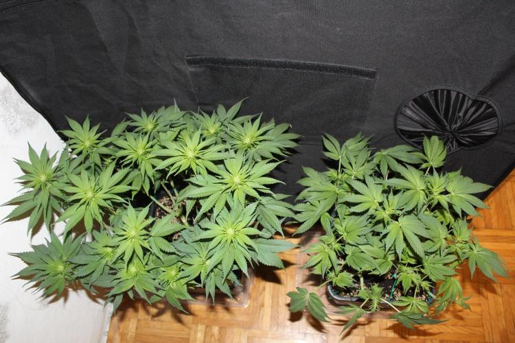 GORILLA ZKITTLEZ - Barney's Farm. Week 8