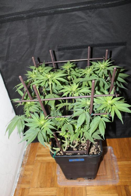 GORILLA ZKITTLEZ - Barney's Farm. Week 8