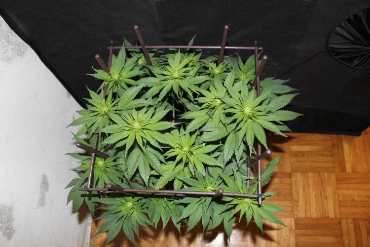 Gorilla Z. Week 8