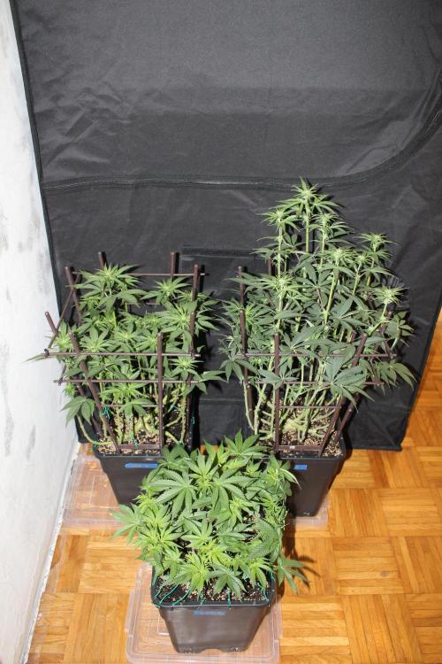 LSD - Barney's Farm. Week 8
