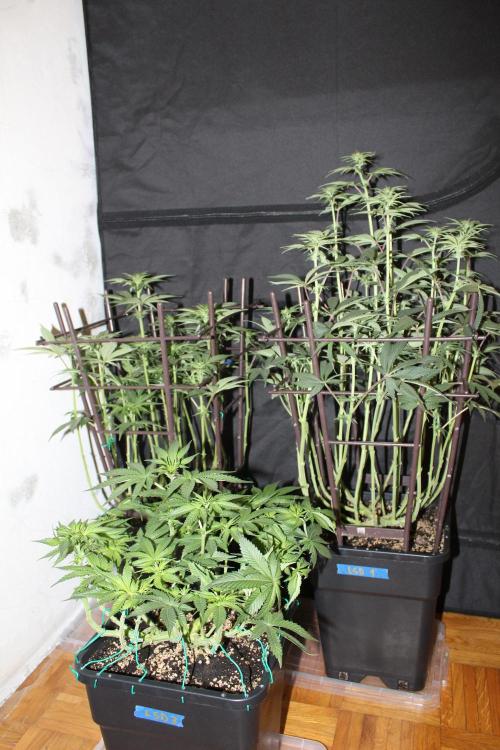 LSD - Barney's Farm. Week 8