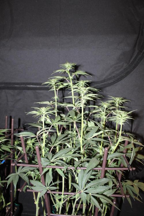 LSD - Barney's Farm. Week 8