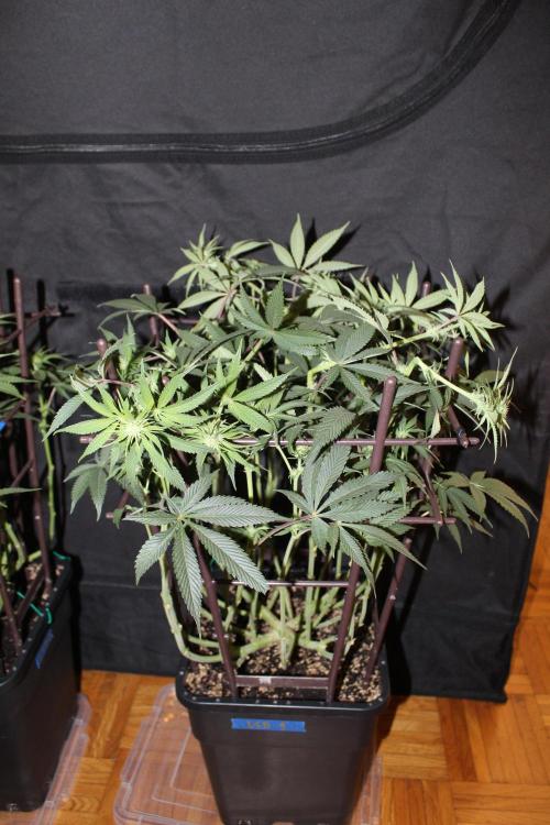 LSD - Barney's Farm. Week 8