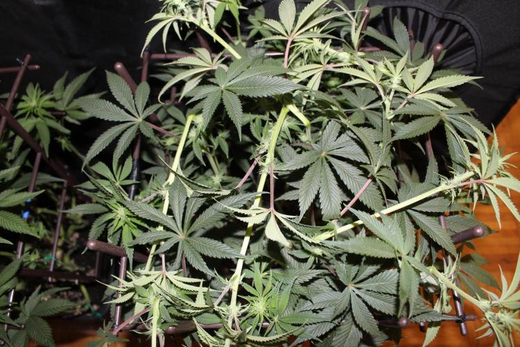 LSD - Barney's Farm. Week 8